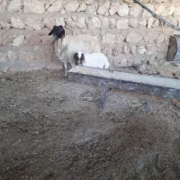 میش وبره