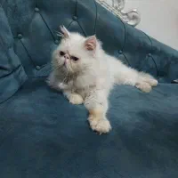 گربه پرشین نر