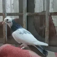 سینه سیاه|پرنده|شیراز, شیشه‌گری|دیوار