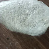 بذر قارچ صدفی