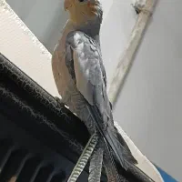 عروس هلندی سخن گو