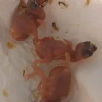 دو جفت گلدین مولد واقعی و جوجه بزرگ کن