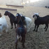 تعدادی بره و کهره چاق