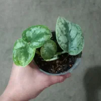 گل و گلدون + قلمه