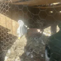 کفتر خوشرنگ طوسی|پرنده|ساوه, |دیوار