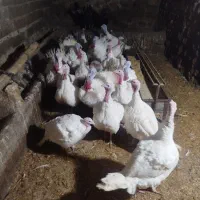 20عدد بوقلمون خانگی نر و ماده|حیوانات مزرعه|صحنه, |دیوار