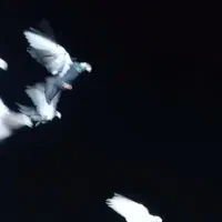 کفتر بوم همه زنبور