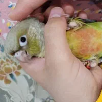 طوطی گرینچیک دستی|پرنده|اصفهان, نقش جهان|دیوار