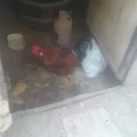 خروس