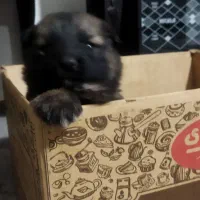 واگذاری سگ ژرمن شولاین