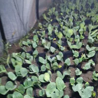 نشای صیفی جات