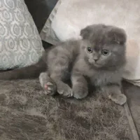 گربه اسکاتیش|گربه|گرگان, |دیوار