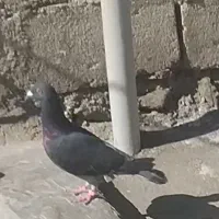 کبوتر سنگی|پرنده|سراوان, |دیوار