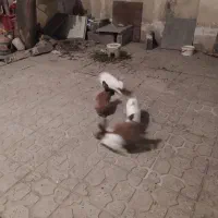 خرگوش|موش و خرگوش|سنندج, |دیوار