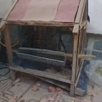 قفس  پرنده