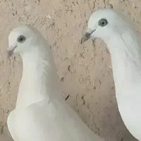 هندی ویشی ده تا کبوتر