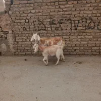یک بز بزقاله به فروش میرسد