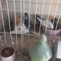 کله دم سیاه|پرنده|فرخشهر, |دیوار