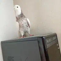 کبوتر طوقی|پرنده|بروجن, |دیوار