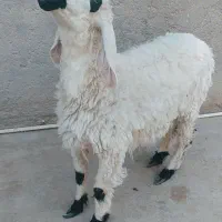 گوسفند مری اصل پوز طوطی