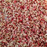 ناردونه امسال ترش  مال منطقه سردسیر .کیلو ۳۲۰۰۰۰|خوردنی و آشامیدنی|دوگنبدان, |دیوار