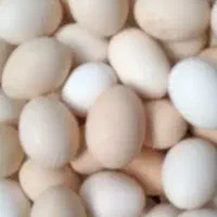 تخم مرغ کردی نطفه دار