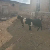 ۲عددبز نرچاق باقیمت توافقی