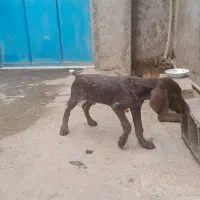 توله شکاری المان خالص|سگ|مینودشت, |دیوار