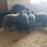 بره ماده میش