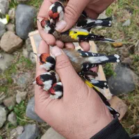 سهره نروماده|پرنده|رشت, رشتیان|دیوار