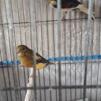 قناری ابلغ سرخ|پرنده|مرودشت, علی‌آباد‎|دیوار