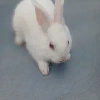 بچه خرگوش