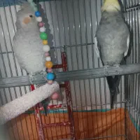 دو جفت عروس هلندی|پرنده|گرمی, |دیوار