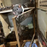 موش سراشپز|موش و خرگوش|رشت, بلوار گیلان|دیوار