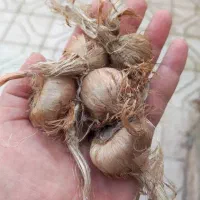 پیاز زعفران برج زیدانلو نمونه