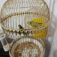 مرغ عشق با قفس