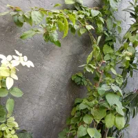 گل روز گل کاغذی