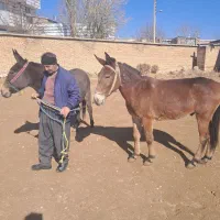 قاطر باری کوهستانی|حیوانات مزرعه|لاران, |دیوار