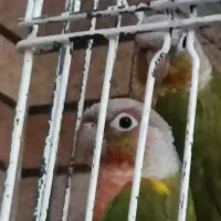 عروس هلندی یک جفت