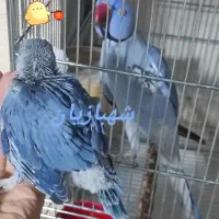 جوجه‌ ملنگو‌‌ ویولت