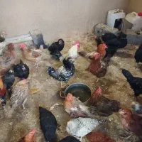 مرندی گلین براکل جوجه محلی تخم گذار