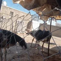 فروش شتر مرغ