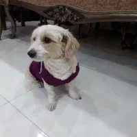 واگذاری سگ شیرو تریر|سگ|اصفهان, خانه اصفهان|دیوار