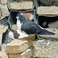 تعدادی کفتر طوقی فروشی|پرنده|سبزوار, شهرک ابوذر|دیوار