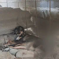 دو قلاده سگ دورگه