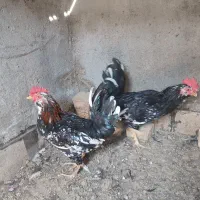 جوجه گلین ۴۰تاج،و خروس|حیوانات مزرعه|یزد, |دیوار