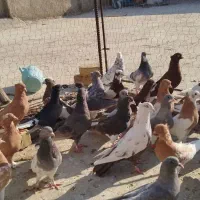 کبوتر|پرنده|شیراز, کفترک|دیوار