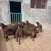 بره نر همو و هترو