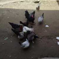 مرغ محلی گیل اصیل