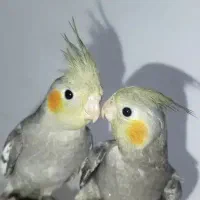 دو عدد عروس هلندی دستی